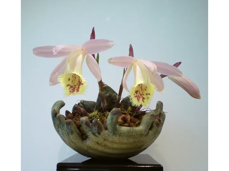 orchidea