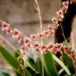 Pleurohallis