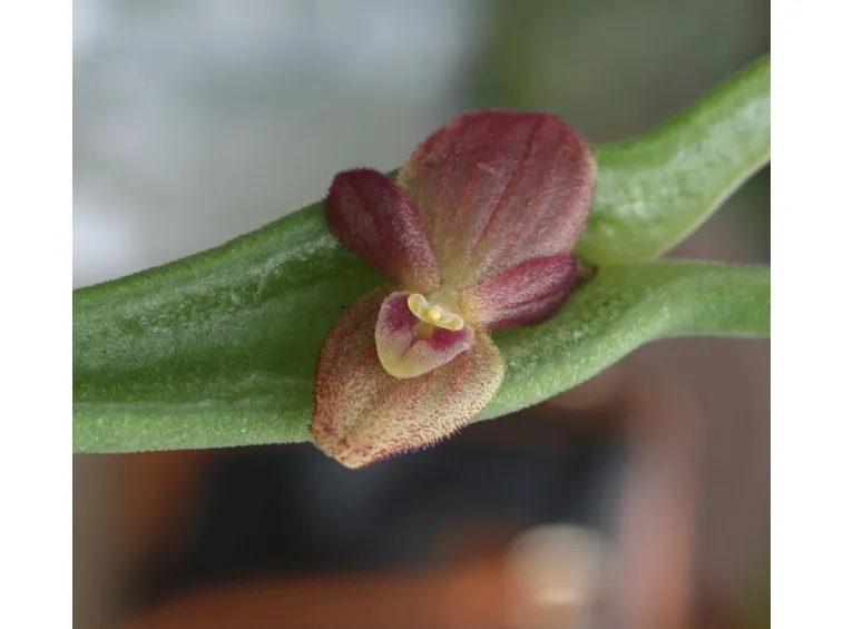 Pleurohallis fiore, 
