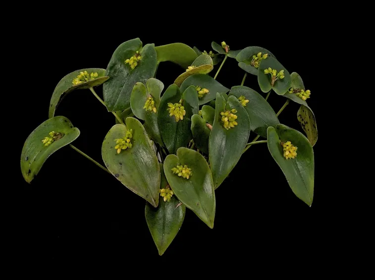 orchidea