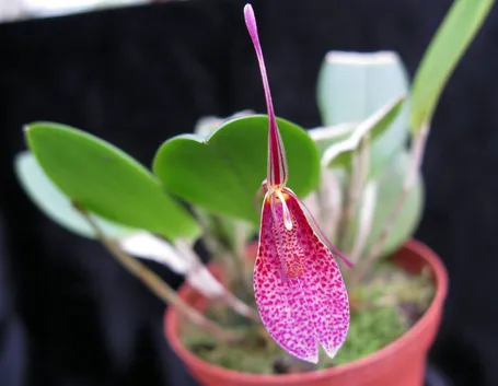Restrepia