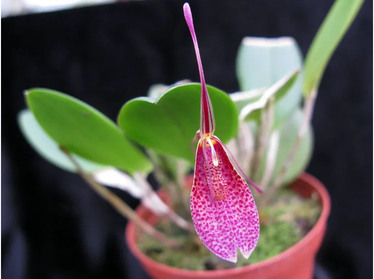 Restrepia