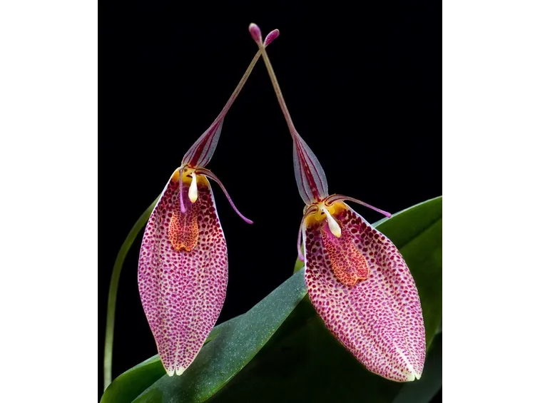 fiore restrepia