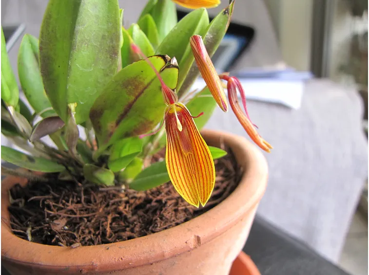 fiore restrepia