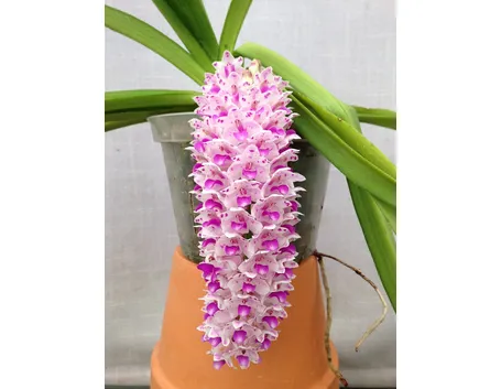 Rynchostylis