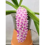 Rynchostylis