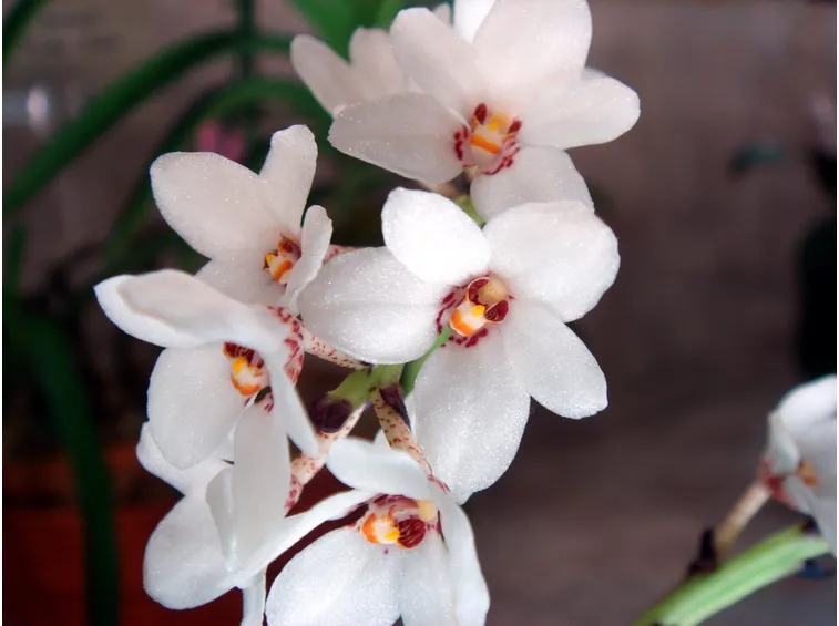 orchidea sarcochilus