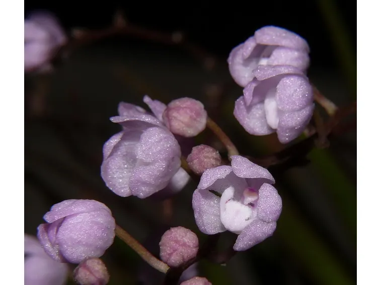 orchidea fiori