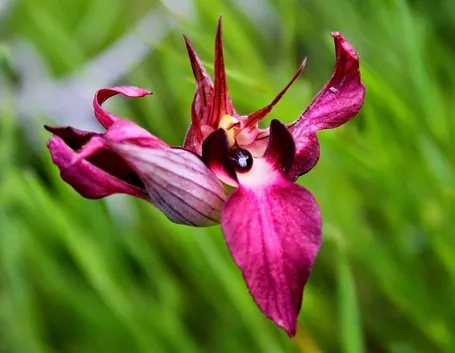Serapias lingua