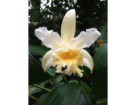 Sobralia