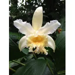 Sobralia