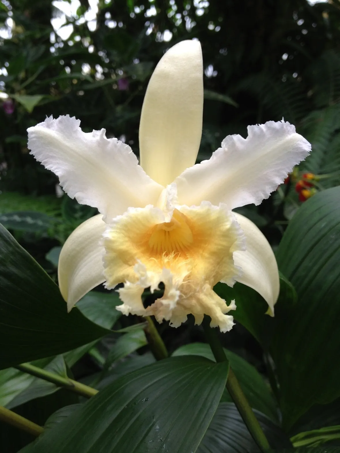 Sobralia
