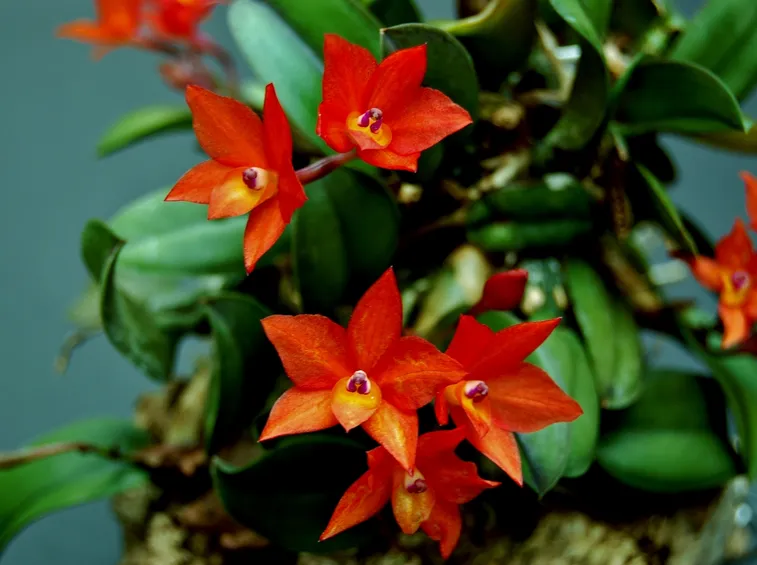 orchidea