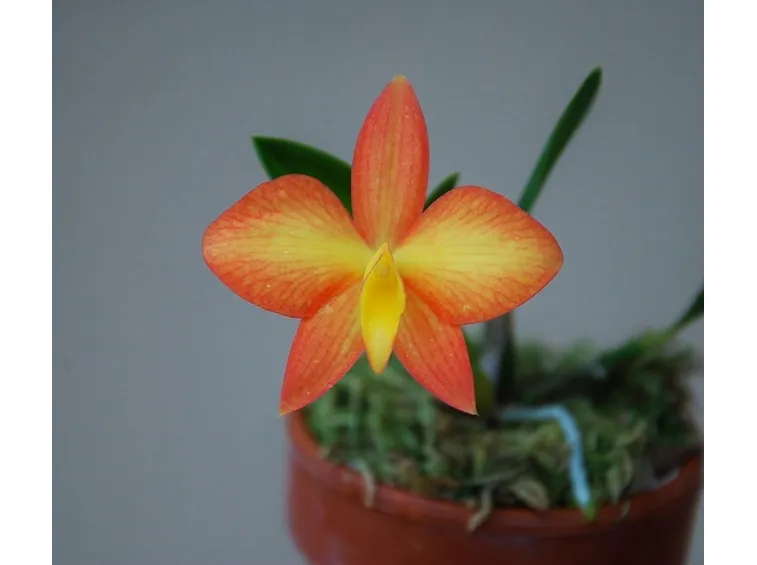 orchidea