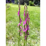 Spiranthes