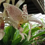 Stanophea