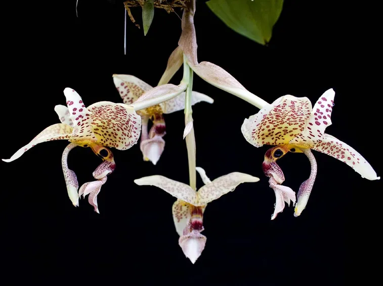 orchidea