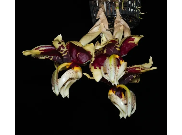 orchidea stanhopea