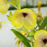 Telipogon