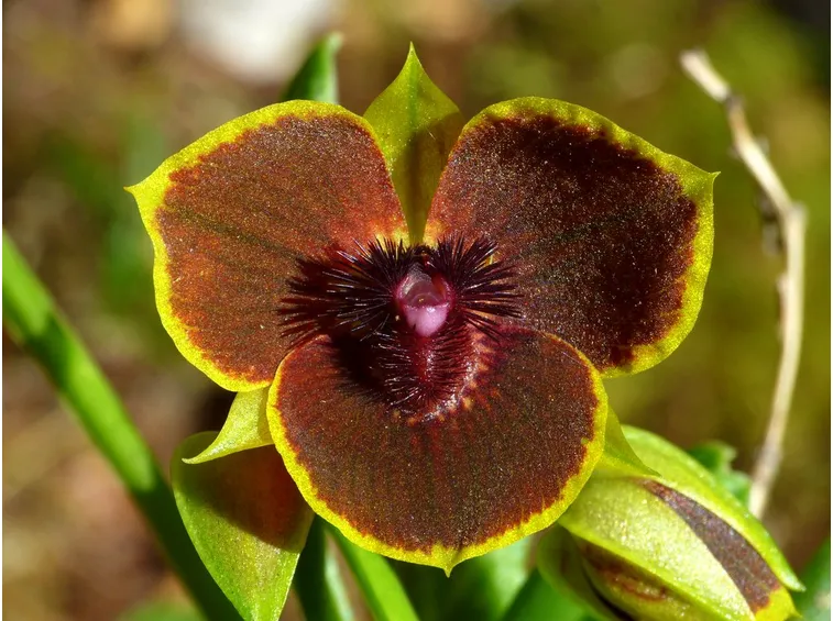 fiore Telipogon