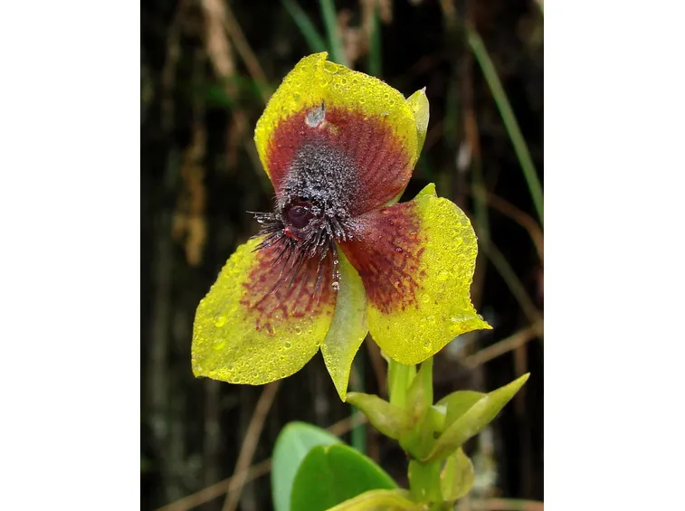 orchidea