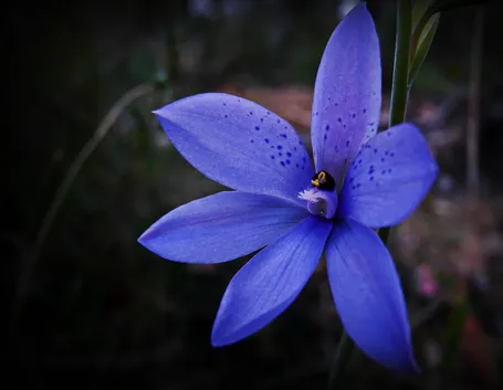 Thelymitra