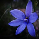 Thelymitra
