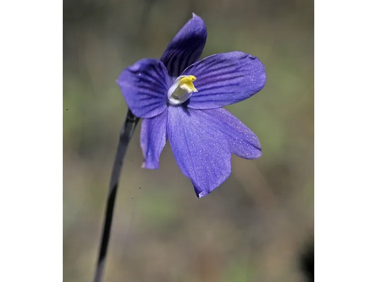 orchidea