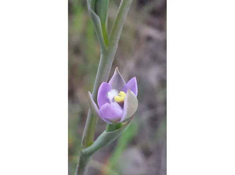 orchidea