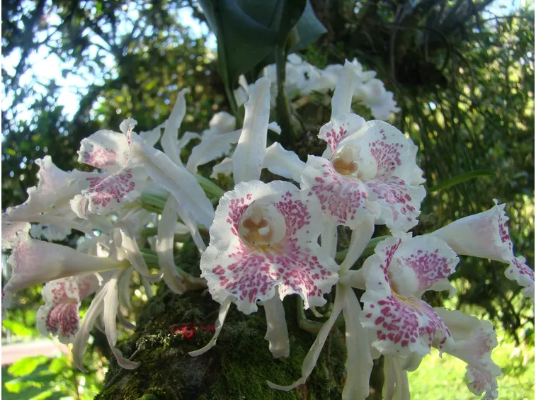 Fiore Trichopilia