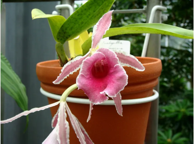 orchidea