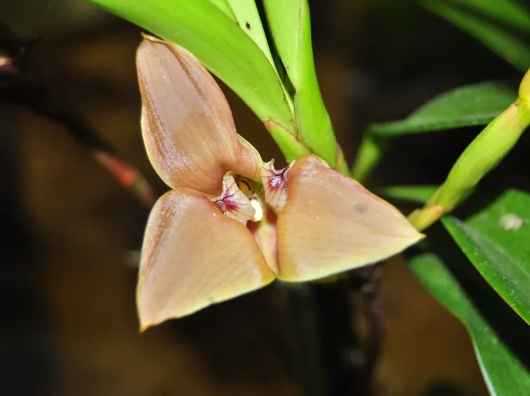 orchidea trigonidium
