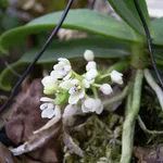 Tuberolabium