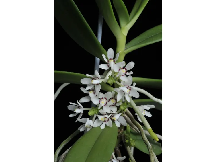 pianta Tuberolabium