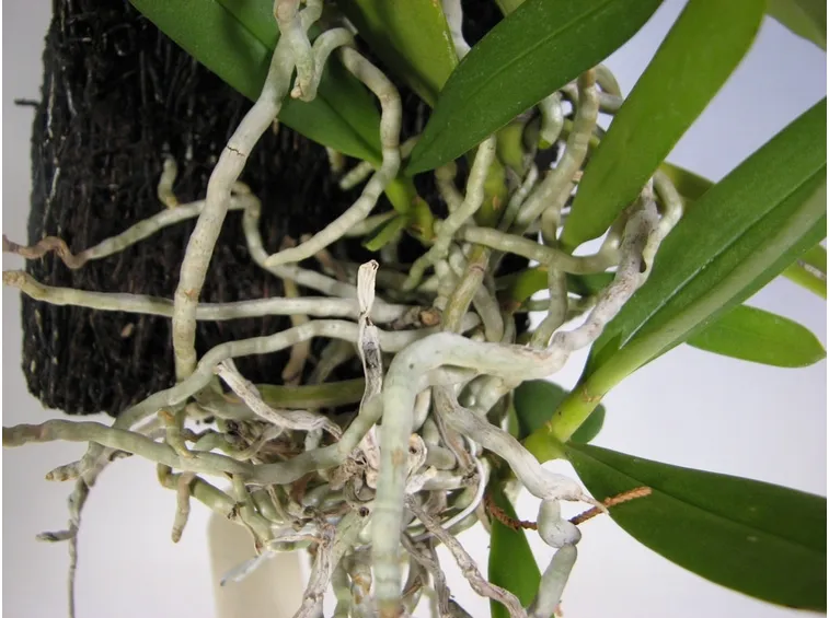 orchidea