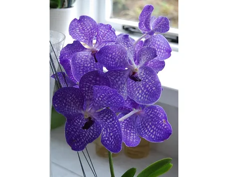 Orchidea Vanda