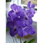 Orchidea Vanda