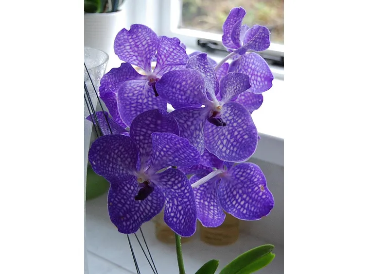 Orchidea Vanda