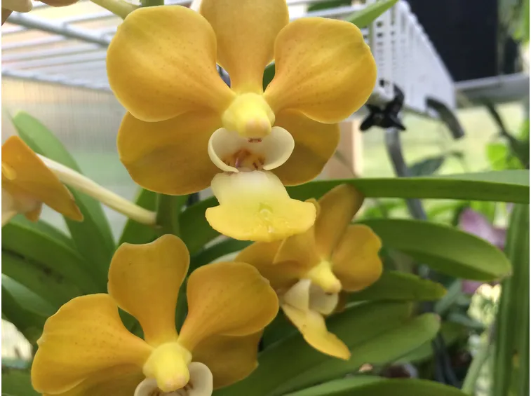 orchidee vanda