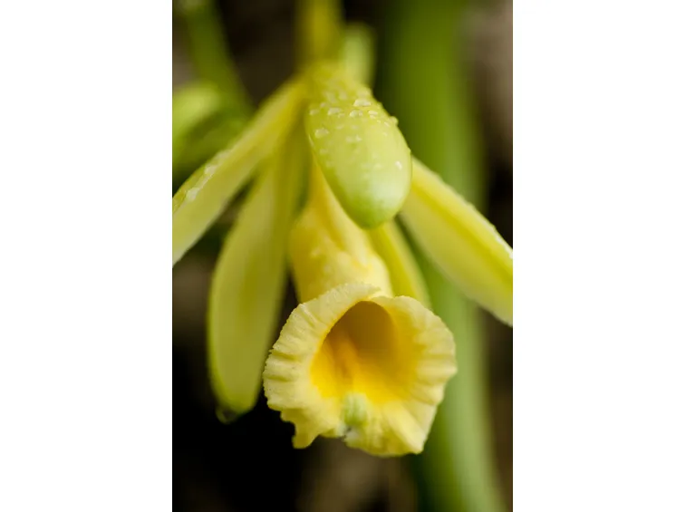 Fiori Vaniglia