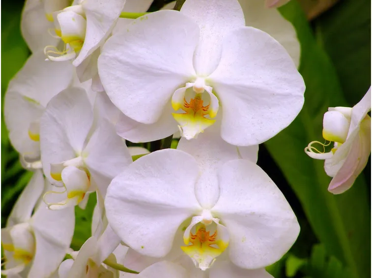 orchidea