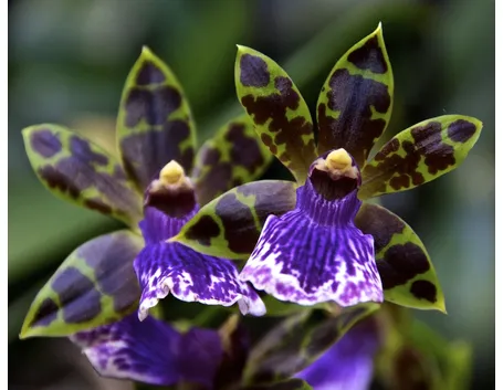 Zygopetalum