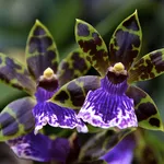 Zygopetalum