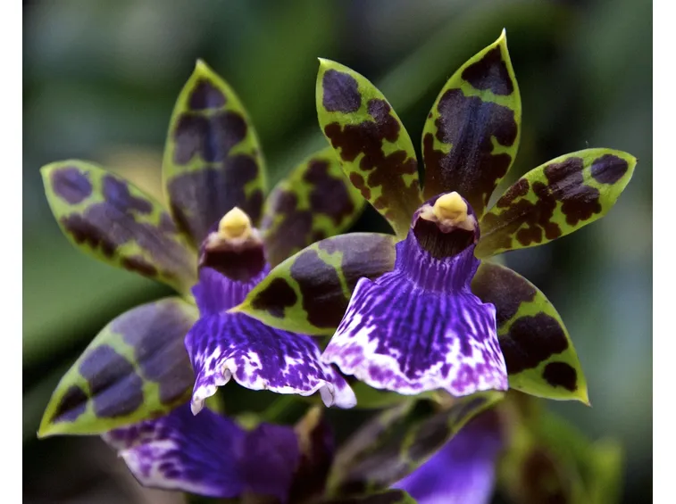 Zygopetalum