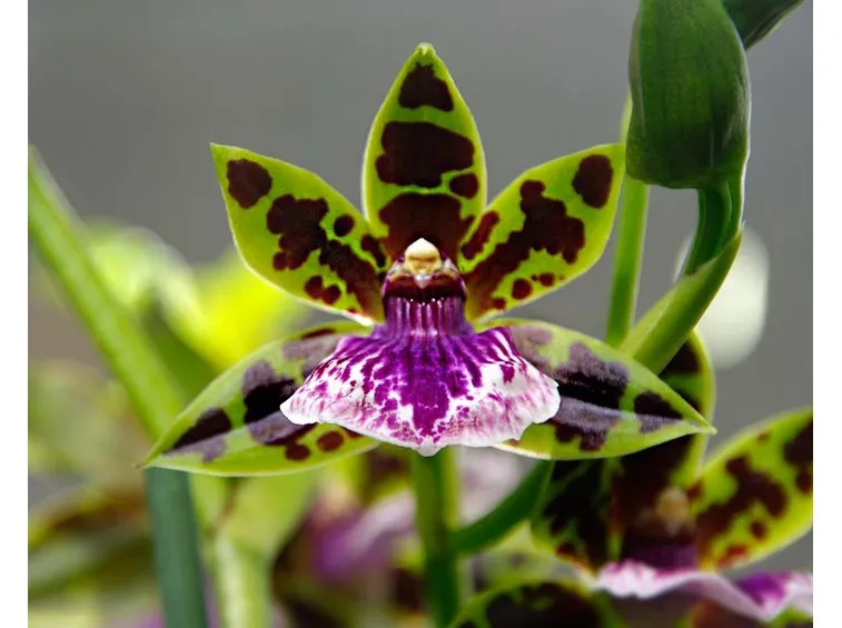 fiore Zygopetalum