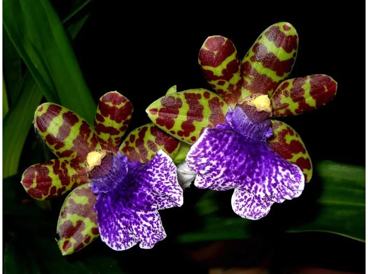 zygopetalum