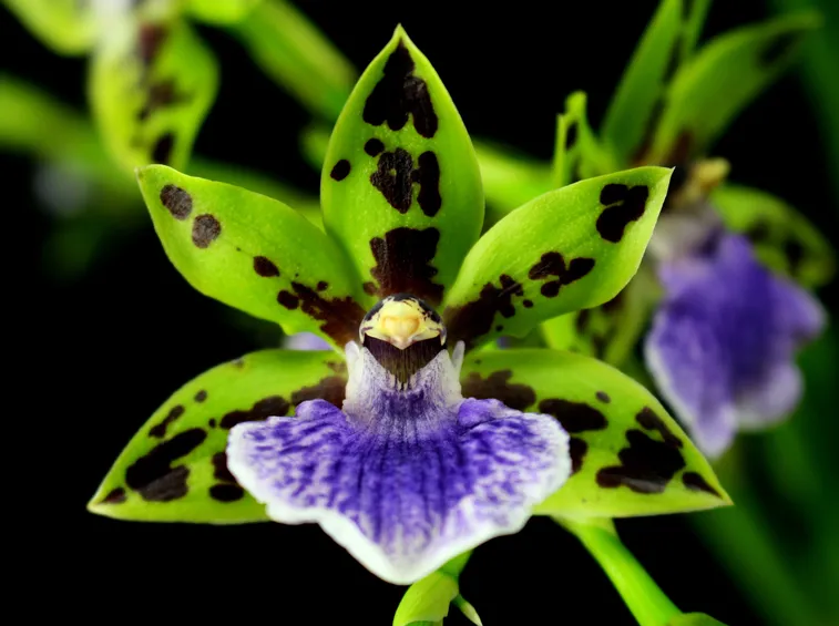 pianta zygopetalum