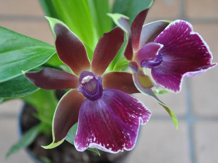 orchidea zygopetalum