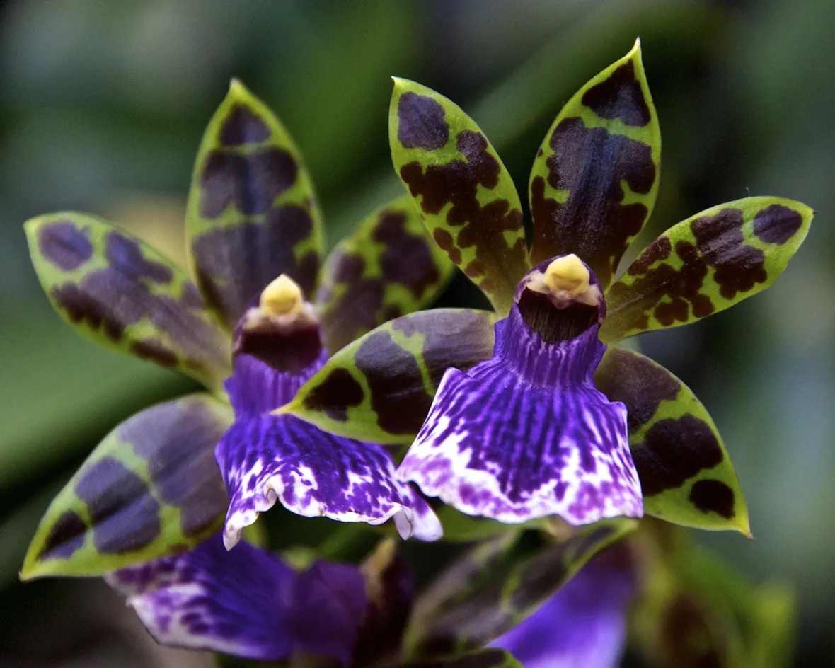 Zygopetalum