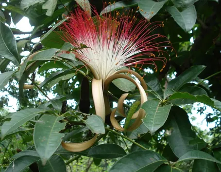 Bombaco pianta